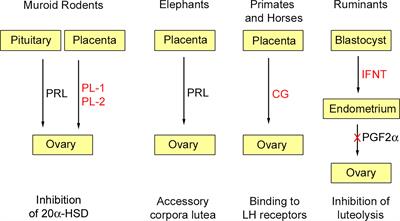 Evolution of Placental Hormones: Implications for Animal Models